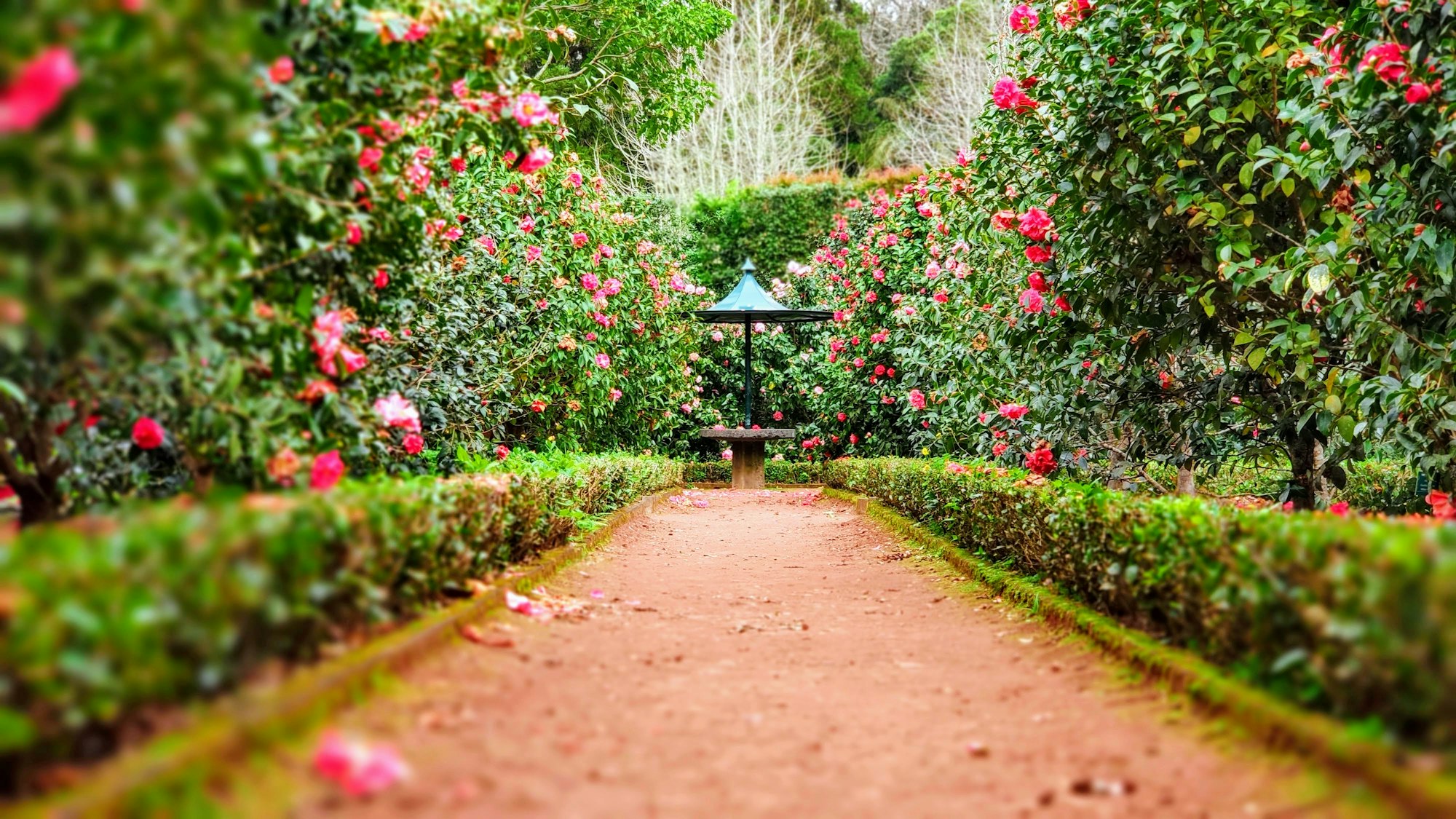 Garden path at Includid Group Homes